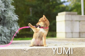 YUMI hübsche Hündin der Rasse SHIBA INU