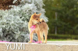 YUMI hübsche Hündin der Rasse SHIBA INU