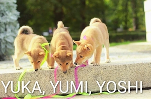 Wunderschöne Shiba-Inu-Welpen mit rotem Fell 