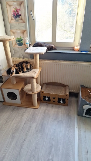 katzenbaum  stabil