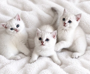BKH reinrassige Silver Point Kitten Katzen Weiß blaue Augen mit Stammbaum