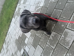 Labrador Welpe abzugeben 