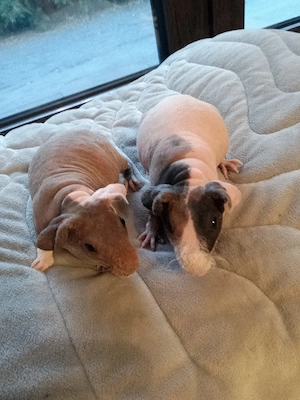 Skinny Pig Mädels 