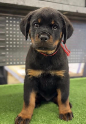  Liebevolle Rottweiler Welpen