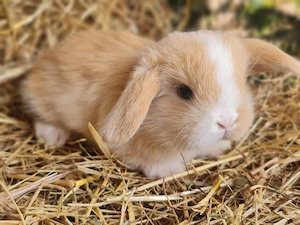 Mini lop Zwergkaninchen