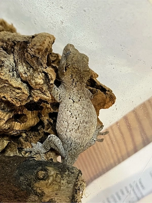 Höckerkopfgecko, Rhacodactylus auriculatus, Nachzucht 2026