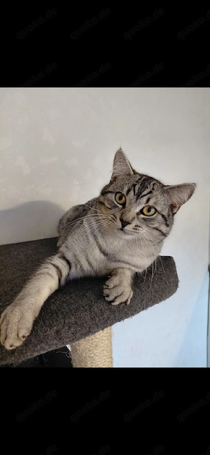 sibirische Waldkatze 