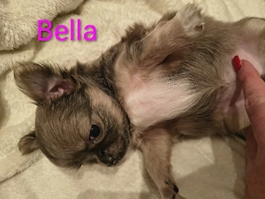 Chihuahua reinrassig 