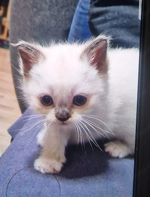 katzenbaby 