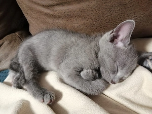 3 Süße Babykatzen suchen neues Zuhause