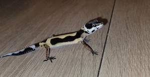 Leopardgecko Baby