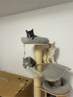 reinrassige Maine Coon Kitten - Katzen  Kater 