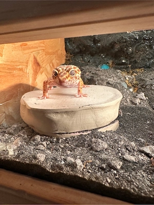 Mushu mein Leopardgecko