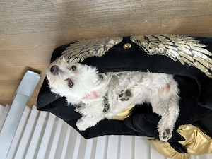 Lucy sucht dogsharing Partner 