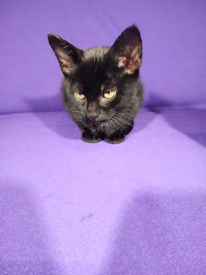 1 schwarzes männliches Kitten Katzenbaby Katzenkind Kätzchen ab Freitag 25.09.2026 abzugeben