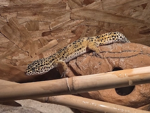 Leoparden Gecko mit Terrarium 