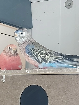 Bourkesittich Hahn Spalt Lutino - Vögel - Sittiche 