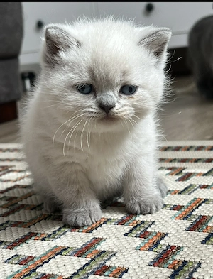 Reinrassige BKH Kitten