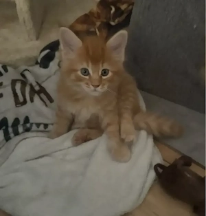 Maine Coon   Norwegische Waldkatzen kitten