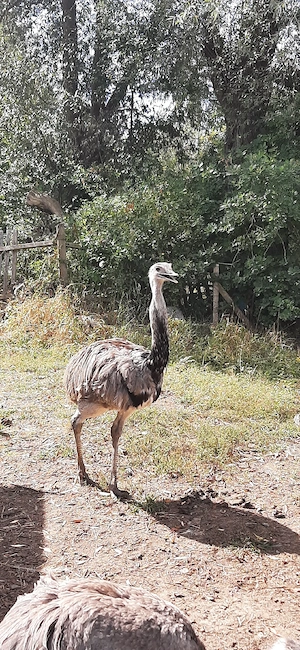 Nanduhahn  Bild 4