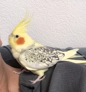 Nymphensittiche