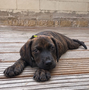 Labrador Mix Lotti sucht neues Zuhause 