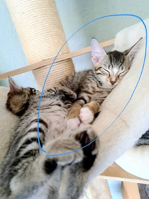 Süße EKH Katzenbabys   Kitten suchen ein Zuhause (Kater & Katze) Hauskatze getigert tabby 12 Wochen