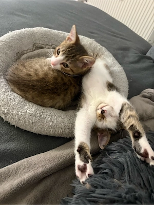 Kleine Kitten suchen neues Zuhause