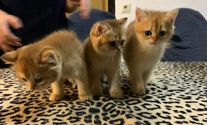 Goldene BKH Kitten zu verkaufen 