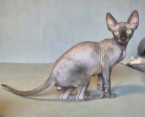 Reinrassiger Canadian Sphynx Junge 