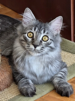 Schöner Kater such ein neues Zuhause 