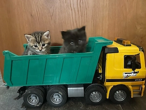 heilige Birma Kitten Katzen Kätzchen Babys 