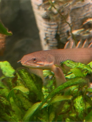 Ich biete hier meinen Senegal-Flösselhecht (Polypterus senegalus) zum Verkauf an 25cm