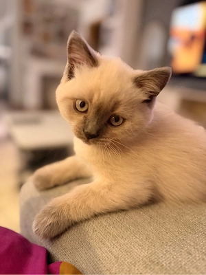 Britisch-Kurzhaar-Babykater
