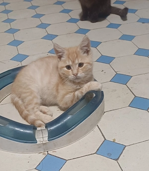 Kleines Katerchen in red-silver 4 Mon. alt m.P.