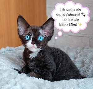 Schweren Herzens Liebevolles Zuhause für Devon-Rex Mimi gesucht