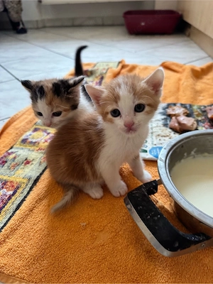 Zwei Kätzchen suchen ein neues Zuhause