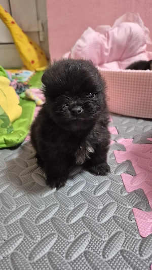 Pomeranian welpe schwarz Zwergspitz 