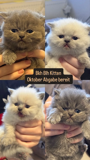 Bkh Blh Kitten