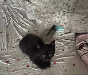 Main Coon mix Kitten 