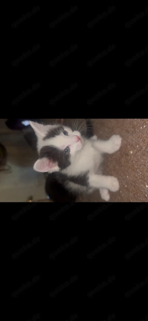 Main Coon mix Kitten 