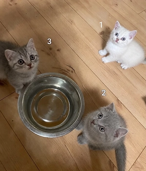 Britisch kurzhaar katzen