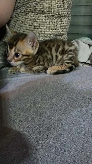 Bengal kitten Bengalkitten 
