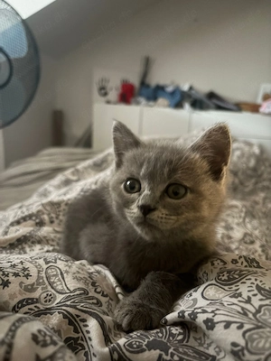 Grau halb Britisch    Perser babykatze