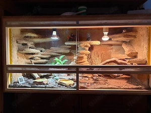 Leopardgecko mit Terrarium und Zubehör