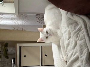 Perser-Mix Katze abzugeben 