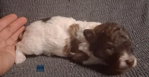 Maltipoo Welpen suchen ein neues zuhause