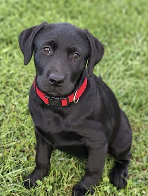 süße kleine Labrador Hündin