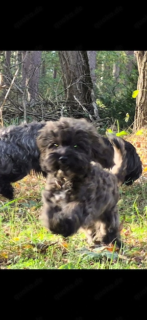 Havapoo Havaneser Toypudel  ähnl.Cockapoo Maltipoo