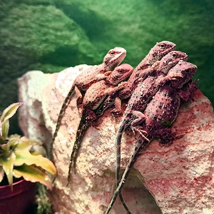 Australische Taubagamen (Tympanocryptis centralis) Nachzuchten 2026 von DRAGONZOO24.de